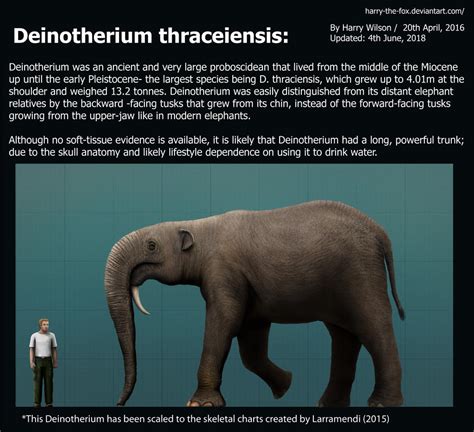 Deinotherium Thraceiensis size comparisson by Harry-the-Fox on DeviantArt