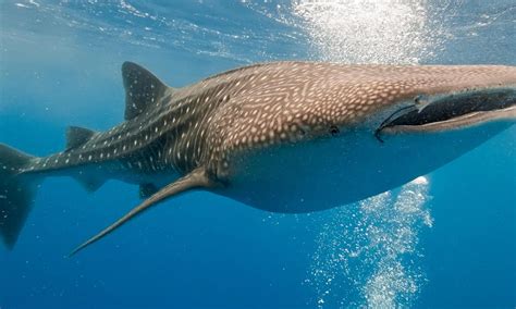 Whale Shark | Species | WWF