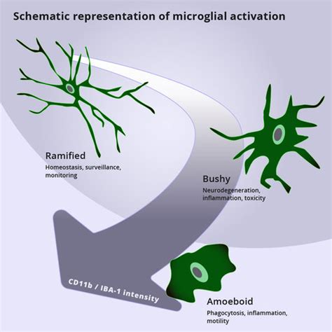 CD11b - a marker of activated microglia