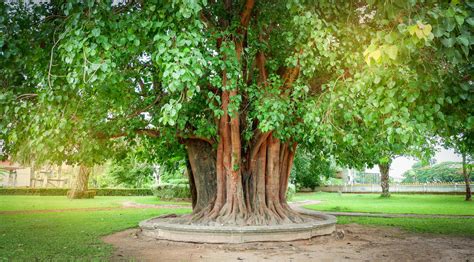 bodhi tree and green bodhi leaf with sunlight at temple thailand Tree ...