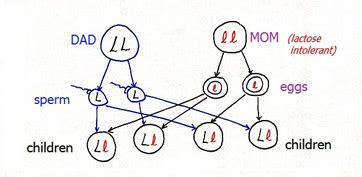 Genotype Definition, Types & Examples - Lesson | Study.com