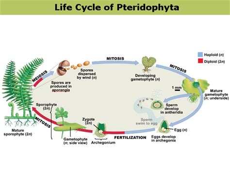 Pteridophyta - Characteristics, Classification & Life Cycle@Byjus