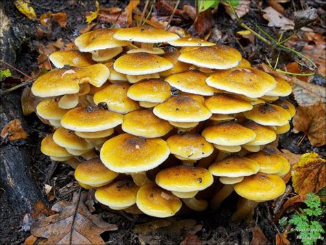 Armillaria_mellea - Plant Pests