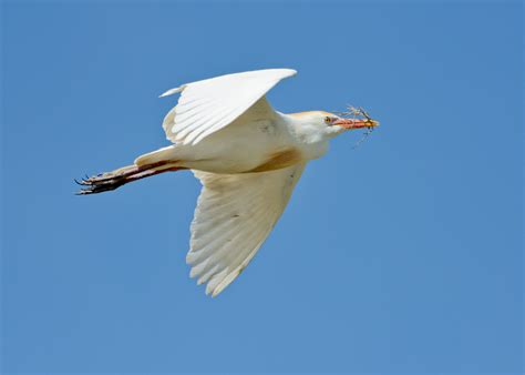 Cattle Egret — Sacramento Audubon Society