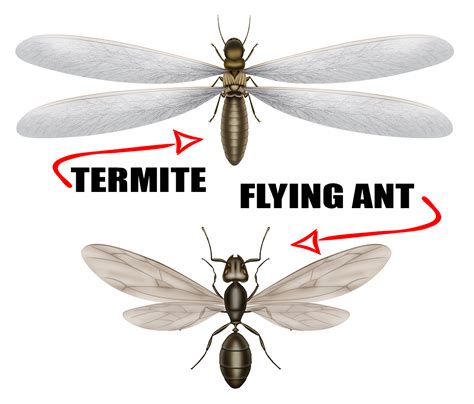 Are termites and ants the same? | Killroy Pest Control