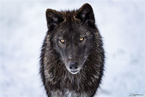 Timber Wolf Yellow Eyes Photograph by Wildlife by Logan - Fine Art America