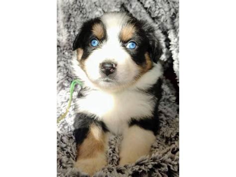 8 Aussie puppies for sale Oklahoma City - Puppies for Sale Near Me