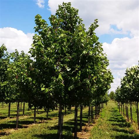 Frontier Elm Trees For Sale Online | The Tree Center