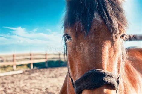 Bay Horse Eyes and Bangs in Paddock at the Stable Stock Photo - Image ...