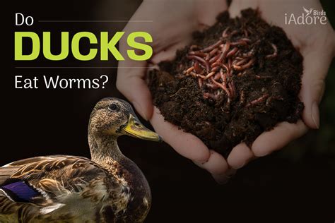 Do Ducks Eat Worms? 3 Benefits | Full Guide - iAdoreBirds