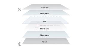 Western Blotting Membranes and Filter Paper | Bio-Rad