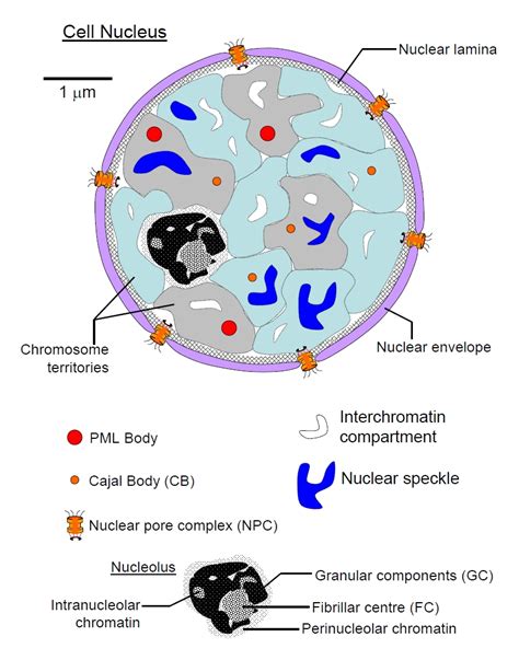 [DIAGRAM] Cell Nucleolus Diagram - MYDIAGRAM.ONLINE