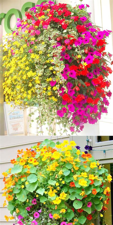 15 Beautiful Flower Hanging Baskets & Best Plant Lists - A Piece Of Rainbow