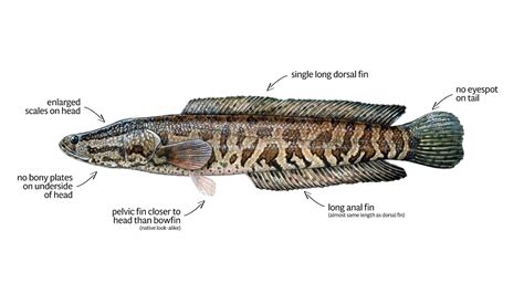 Northern Snakehead – Profile and Resources | Invasive Species Centre