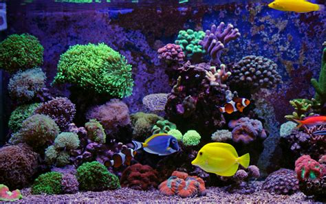 Top 7 Best Saltwater Aquarium Fish For Beginners - Petland Texas