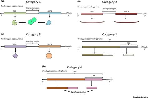 Mammalian Polycistronic mRNAs and Disease: Trends in Genetics