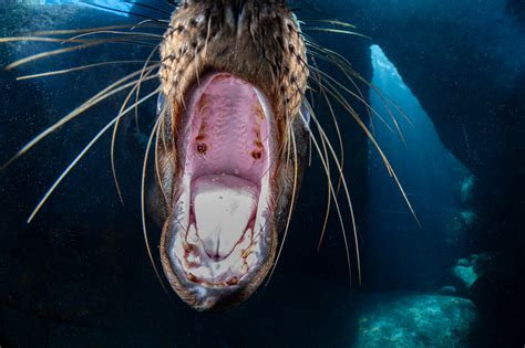 A changing habitat for the California sea lion - Oceanographic ...