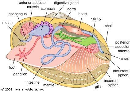 Adductor Muscles Bivalves