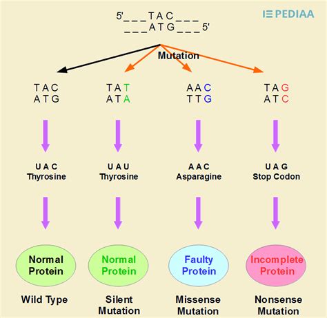 Difference Between Point Mutation and Frameshift Mutation | Definition ...