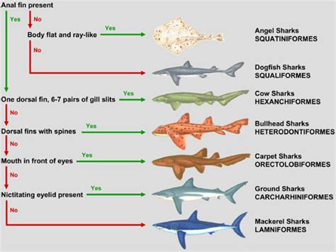 Guide to Shark Identification