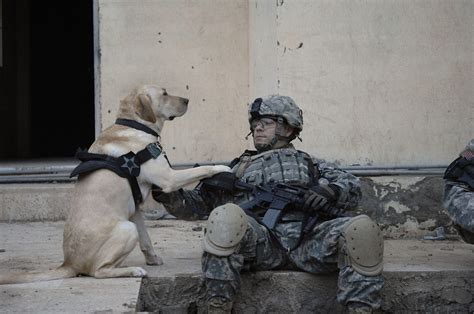 Britain Gives Medals to Brave Military Animals—Why Can’t America? | by ...