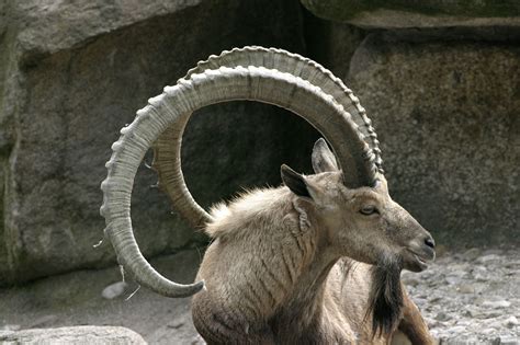 25 Fun And Interesting Facts About Ibex Goats - Tons Of Facts