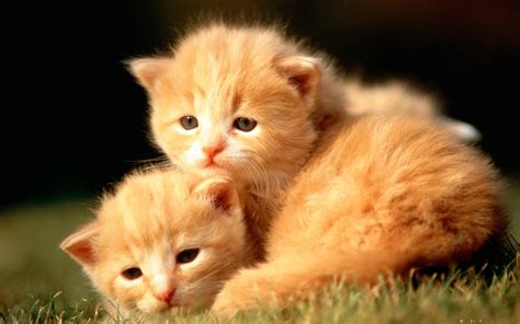 cute baby animals - Free Large Images