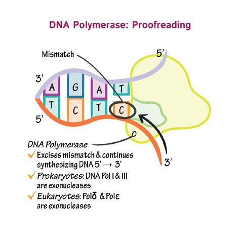 Cell Biology Glossary: DNA polymerase | Draw It to Know It