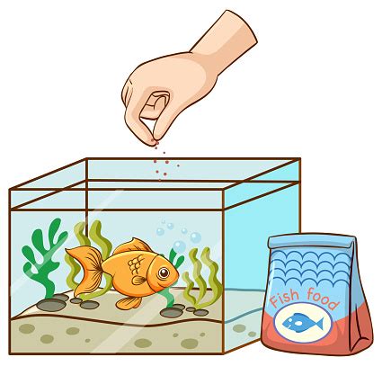 Hand Feeding Goldfish In The Tank Stock Illustration - Download Image ...