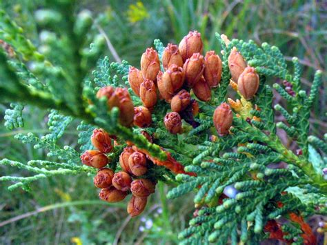 Cupressaceae, Thuja occidentalis (Eastern White Cedar) Eastern White ...