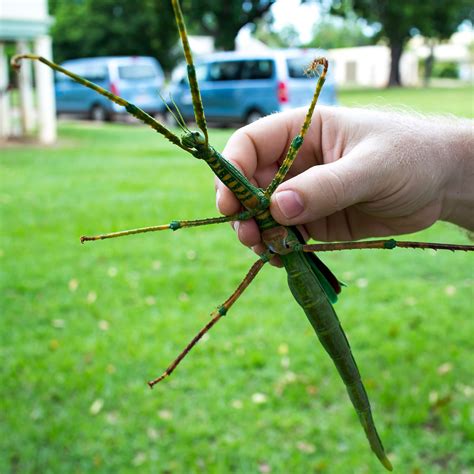 10 Weird Insects found in Australia :: Western AllPest Services | Pest ...