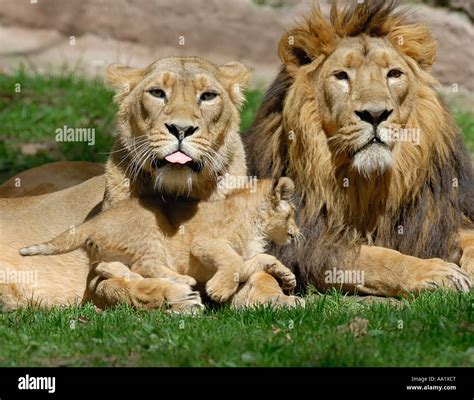 Portrait of Lion Family Stock Photo - Alamy