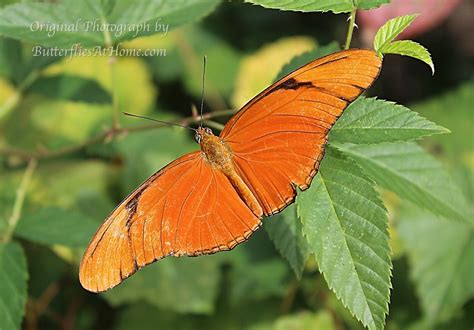 Julia Heliconian butterfly, facts, photos, description, characteristics ...