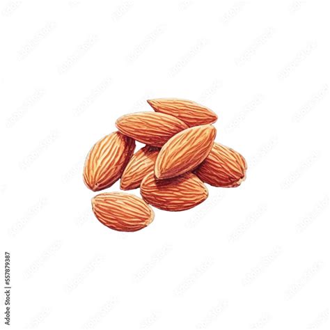 almond hand drawn with watercolor painting style illustration Stock ...