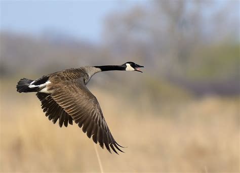 Canada Goose in flight - Birds and Blooms