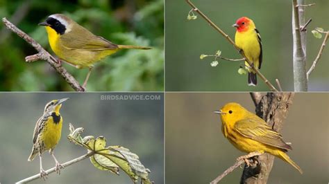 10 Birds With Yellow Feathers | Birds Advice