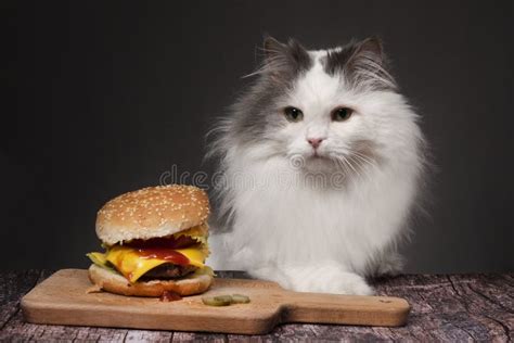 Fluffy Cat Eating A Big Cheeseburger On A Dark Isolated Background ...