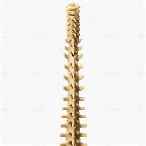 Spine Anatomy 3D Model