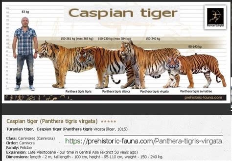 Caspian Tiger | Caspian tiger, Tiger, Wild cats