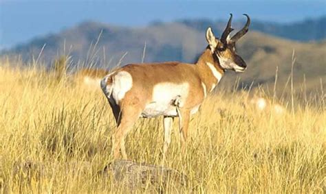 Antilocapridae - Pronghorns | Wildlife Journal Junior