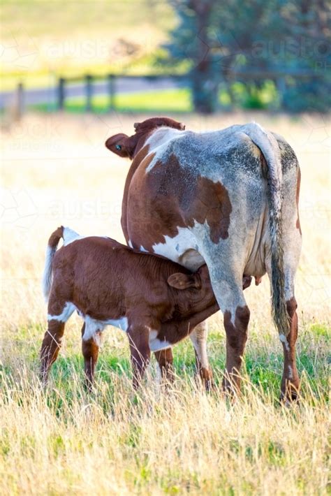 Image of Calf drinking milk from mother cow in the afternoon light ...