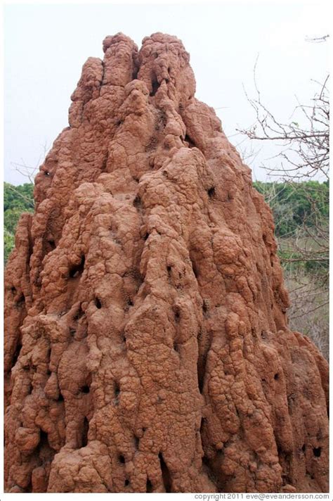 Large ant hill. (Photo ID 20417-rivergam) | Ant hill, Ants, Bed bugs ...