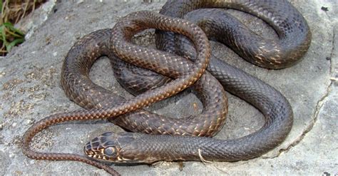 Coachwhip Snake - A-Z Animals