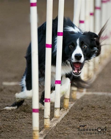 Border Collie Agility | Border collie, Collie dog, Collie