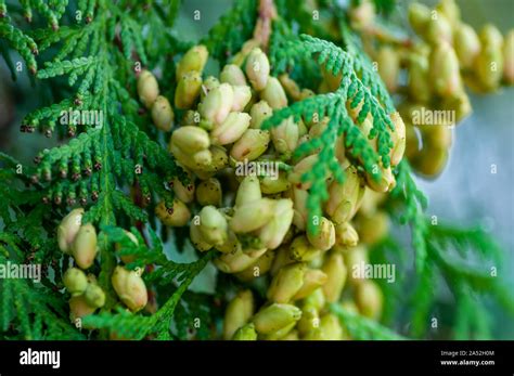 Cupressus sempervirens close up with fresh cones Stock Photo - Alamy