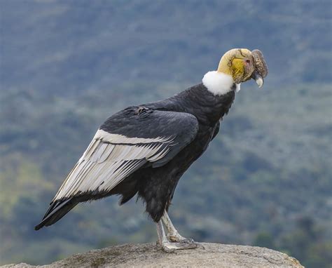 CONDOR (ave) | Características, hábitat, tamaño y alimentación