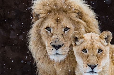 Male Lion And Cub Wallpaper