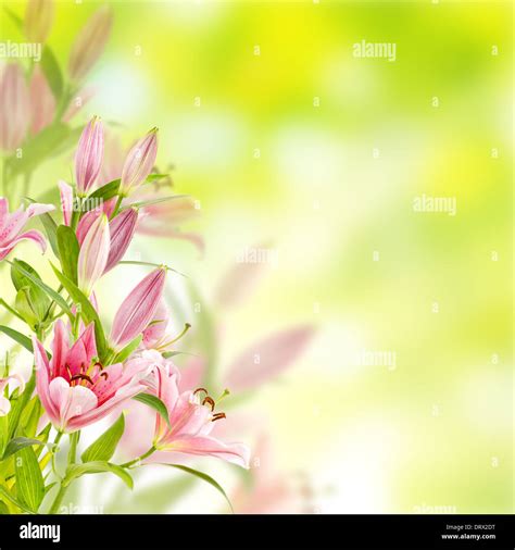 Pink lilies background Stock Photo - Alamy