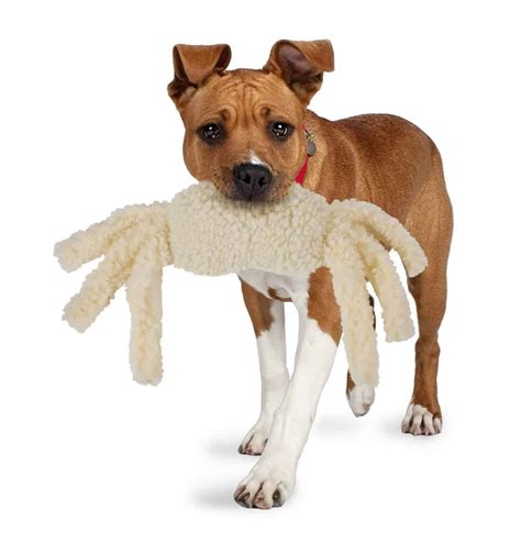 Top 5 Durable Dog Toys for Heavy Chewers