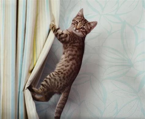 5 Best Cat Proof Curtains | Furry Friend's Claw Proof